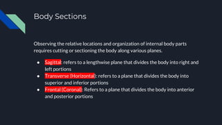 Body Sections
Observing the relative locations and organization of internal body parts
requires cutting or sectioning the body along various planes.
● Sagittal: refers to a lengthwise plane that divides the body into right and
left portions
● Transverse (Horizontal): refers to a plane that divides the body into
superior and inferior portions
● Frontal (Coronal): Refers to a plane that divides the body into anterior
and posterior portions
 
