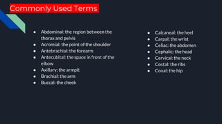 Commonly Used Terms
● Abdominal: the region between the
thorax and pelvis
● Acromial: the point of the shoulder
● Antebrachial: the forearm
● Antecubital: the space in front of the
elbow
● Axillary: the armpit
● Brachial: the arm
● Buccal: the cheek
● Calcaneal: the heel
● Carpal: the wrist
● Celiac: the abdomen
● Cephalic: the head
● Cervical: the neck
● Costal: the ribs
● Coxal: the hip
 