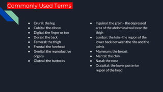 Commonly Used Terms
● Crural: the leg
● Cubital: the elbow
● Digital: the finger or toe
● Dorsal: the back
● Femoral: the thigh
● Frontal: the forehead
● Genital: the reproductive
organs
● Gluteal: the buttocks
● Inguinal: the groin - the depressed
area of the abdominal wall near the
thigh
● Lumbar: the loin - the region of the
lower back between the ribs and the
pelvis
● Mammary: the breast
● Mental: the chin
● Nasal: the nose
● Occipital: the lower posterior
region of the head
 