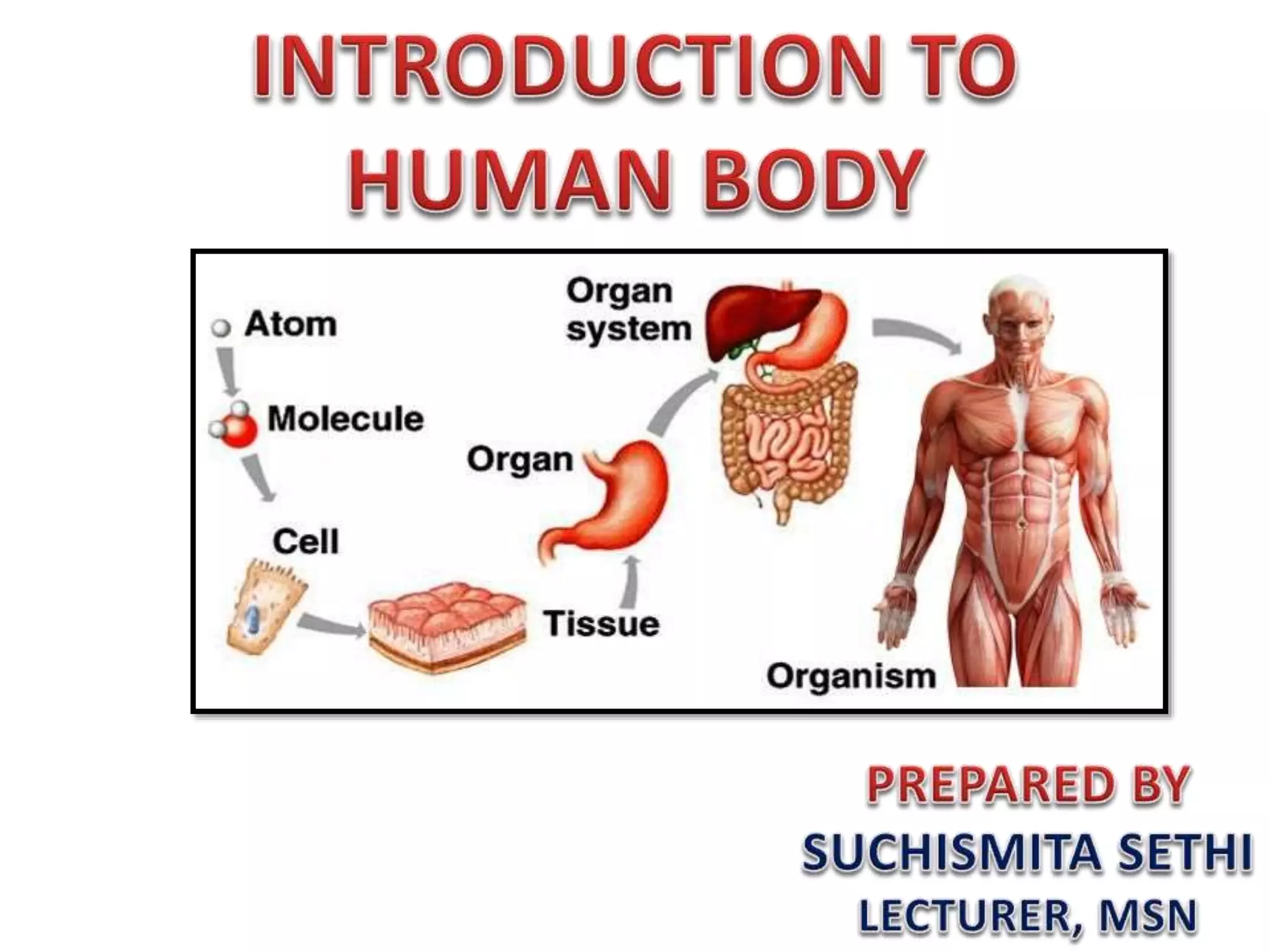 Introduction to human body | PPTX