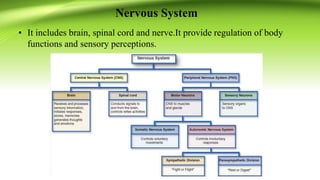Nervous System
• It includes brain, spinal cord and nerve.It provide regulation of body
functions and sensory perceptions.
 