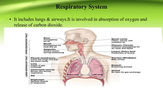 Respiratory System
• It includes lungs & airways.It is involved in absorption of oxygen and
release of carbon dioxide.
 