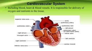 Cardiovascular System
• Including blood, heart & blood vessels. It is responsible for delivery of
oxygen and nutrients to the tissue.
 