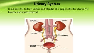 Urinary System
• It includes the kidney, ureters and bladder. It is responsible for electrolyte
balance and waste removal.
 