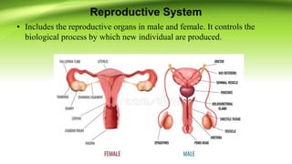 Reproductive System
• Includes the reproductive organs in male and female. It controls the
biological process by which new individual are produced.
 