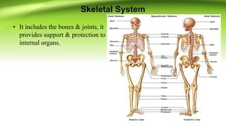 Skeletal System
• It includes the bones & joints, it
provides support & protection to
internal organs.
 