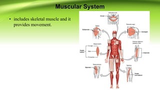 Muscular System
• includes skeletal muscle and it
provides movement.
 