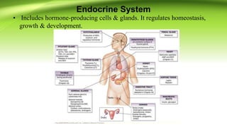 Endocrine System
• Includes hormone-producing cells & glands. It regulates homeostasis,
growth & development.
 