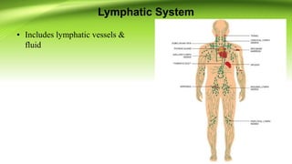 Lymphatic System
• Includes lymphatic vessels &
fluid
 