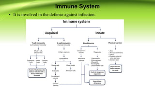 Immune System
• It is involved in the defense against infection.
 