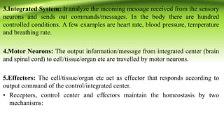 3.Integrated System: It analyze the incoming message received from the sensory
neurons and sends out commands/messages. In the body there are hundred
controlled conditions. A few examples are heart rate, blood pressure, temperature
and breathing rate.
4.Motor Neurons: The output information/message from integrated center (brain
and spinal cord) to cell/tissue/organ etc are travelled by motor neurons.
5.Effectors: The cell/tissue/organ etc act as effector that responds according to
output command of the control/integrated center.
• Receptors, control center and effectors maintain the homeostasis by two
mechanisms:
 