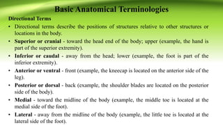 Basic Anatomical Terminologies
Directional Terms
• Directional terms describe the positions of structures relative to other structures or
locations in the body.
• Superior or cranial - toward the head end of the body; upper (example, the hand is
part of the superior extremity).
• Inferior or caudal - away from the head; lower (example, the foot is part of the
inferior extremity).
• Anterior or ventral - front (example, the kneecap is located on the anterior side of the
leg).
• Posterior or dorsal - back (example, the shoulder blades are located on the posterior
side of the body).
• Medial - toward the midline of the body (example, the middle toe is located at the
medial side of the foot).
• Lateral - away from the midline of the body (example, the little toe is located at the
lateral side of the foot).
 