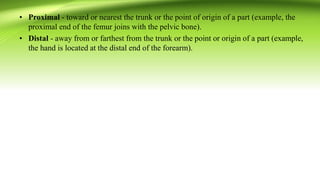 • Proximal - toward or nearest the trunk or the point of origin of a part (example, the
proximal end of the femur joins with the pelvic bone).
• Distal - away from or farthest from the trunk or the point or origin of a part (example,
the hand is located at the distal end of the forearm).
 