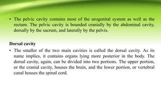 • The pelvic cavity contains most of the urogenital system as well as the
rectum. The pelvic cavity is bounded cranially by the abdominal cavity,
dorsally by the sacrum, and laterally by the pelvis.
Dorsal cavity
• The smaller of the two main cavities is called the dorsal cavity. As its
name implies, it contains organs lying more posterior in the body. The
dorsal cavity, again, can be divided into two portions. The upper portion,
or the cranial cavity, houses the brain, and the lower portion, or vertebral
canal houses the spinal cord.
 