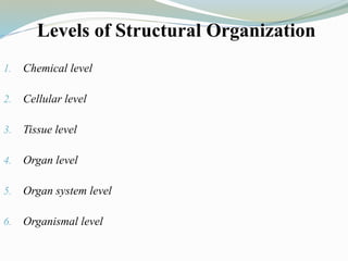 Levels of Structural Organization
1. Chemical level
2. Cellular level
3. Tissue level
4. Organ level
5. Organ system level
6. Organismal level
 