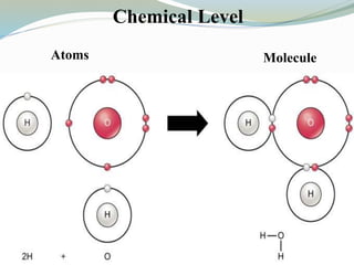 Chemical Level
Atoms Molecule
 