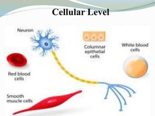 Cellular Level
 