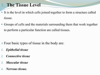 3. The Tissue Level
 It is the level in which cells joined together to form a structure called
tissue.
 Groups of cells and the materials surrounding them that work together
to perform a particular function are called tissues.
Four basic types of tissue in the body are:
1. Epithelial tissue
2. Connective tissue
3. Muscular tissue
4. Nervous tissue.
 