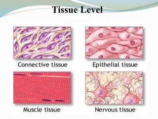 Tissue Level
 