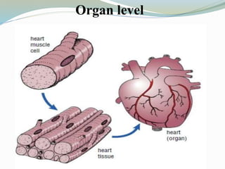 Organ level
 