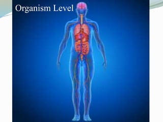 Organism Level
 