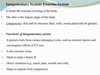 1. Integumentary System/ Exocrine System
 It forms the external covering of the body.
 The skin is the largest organ of the body.
 Components: skin and its structure (hair, nails, sweat gland and oil glands).
 Functions of Integumentary system
i. It protects body from various damaging events, such as external injuries and
carcinogenic effects of UV rays.
ii. It also excretes waste.
iii. Helps to make vitamin D.
iv. Detect sensation (e.g., touch, pain, warmth and cold).
v. Helps to regulate body temperature.
 
