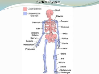 Skeletal System
 