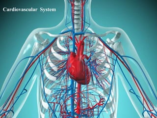 Cardiovascular System
 