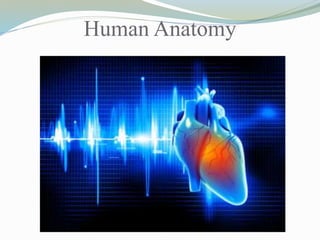 Human Anatomy
 