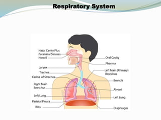 Respiratory System
 
