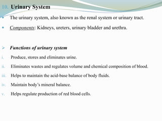 10. Urinary System
 The urinary system, also known as the renal system or urinary tract.
 Components: Kidneys, ureters, urinary bladder and urethra.
 Functions of urinary system
i. Produce, stores and eliminates urine.
ii. Eliminates wastes and regulates volume and chemical composition of blood.
iii. Helps to maintain the acid-base balance of body fluids.
iv. Maintain body’s mineral balance.
v. Helps regulate production of red blood cells.
 