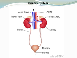 Urinary System
 