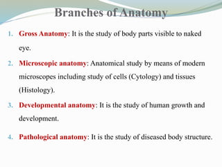 Branches of Anatomy
1. Gross Anatomy: It is the study of body parts visible to naked
eye.
2. Microscopic anatomy: Anatomical study by means of modern
microscopes including study of cells (Cytology) and tissues
(Histology).
3. Developmental anatomy: It is the study of human growth and
development.
4. Pathological anatomy: It is the study of diseased body structure.
 