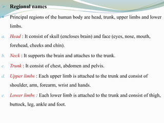  Regional names
 Principal regions of the human body are head, trunk, upper limbs and lower
limbs.
a. Head : It consist of skull (encloses brain) and face (eyes, nose, mouth,
forehead, cheeks and chin).
b. Neck : It supports the brain and attaches to the trunk.
c. Trunk : It consist of chest, abdomen and pelvis.
d. Upper limbs : Each upper limb is attached to the trunk and consist of
shoulder, arm, forearm, wrist and hands.
e. Lower limbs : Each lower limb is attached to the trunk and consist of thigh,
buttock, leg, ankle and foot.
 