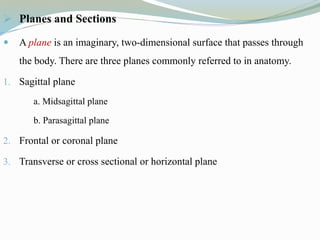  Planes and Sections
 A plane is an imaginary, two-dimensional surface that passes through
the body. There are three planes commonly referred to in anatomy.
1. Sagittal plane
a. Midsagittal plane
b. Parasagittal plane
2. Frontal or coronal plane
3. Transverse or cross sectional or horizontal plane
 