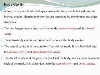 Body Cavity
 A body cavity is a fluid-filled space inside the body that holds and protects
internal organs. Human body cavities are separated by membranes and other
structures.
 The two largest human body cavities are the ventral cavity and the dorsal
cavity.
 These two body cavities are subdivided into smaller body cavities.
 The ventral cavity is at the anterior (front) of the trunk. It is subdivided into
the thoracic cavity and abdominopelvic cavity.
 The dorsal cavity is at the posterior (back) of the body, and includes head and
back of the trunk. It is subdivided into the cranial cavity and spinal cavity.
 
