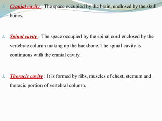 1. Cranial cavity : The space occupied by the brain, enclosed by the skull
bones.
2. Spinal cavity : The space occupied by the spinal cord enclosed by the
vertebrae column making up the backbone. The spinal cavity is
continuous with the cranial cavity.
3. Thoracic cavity : It is formed by ribs, muscles of chest, sternum and
thoracic portion of vertebral column.
 