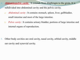 4. Abdominopelvic cavity : It extends from diaphragm to the groin. It is
subdivided into abdominal cavity and the pelvic cavity.
a) Abdominal cavity : It contains stomach, spleen, liver, gallbladder,
small intestine and most of the large intestine.
b) Pelvic cavity : It contains urinary bladder, portions of large intestine and
internal organs of reproduction.
5. Other body cavities are oral cavity, nasal cavity, orbital cavity, middle
ear cavity and synovial cavity.
 