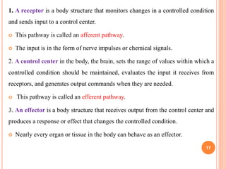 1. A receptor is a body structure that monitors changes in a controlled condition
and sends input to a control center.
 This pathway is called an afferent pathway.
 The input is in the form of nerve impulses or chemical signals.
2. A control center in the body, the brain, sets the range of values within which a
controlled condition should be maintained, evaluates the input it receives from
receptors, and generates output commands when they are needed.
 This pathway is called an efferent pathway.
3. An effector is a body structure that receives output from the control center and
produces a response or effect that changes the controlled condition.
 Nearly every organ or tissue in the body can behave as an effector.
17
 