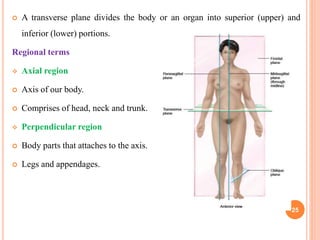  A transverse plane divides the body or an organ into superior (upper) and
inferior (lower) portions.
Regional terms
 Axial region
 Axis of our body.
 Comprises of head, neck and trunk.
 Perpendicular region
 Body parts that attaches to the axis.
 Legs and appendages.
25
 