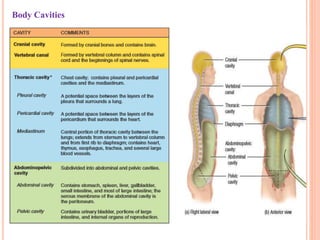 Body Cavities
26
 