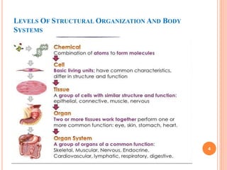LEVELS OF STRUCTURAL ORGANIZATION AND BODY
SYSTEMS
4
 