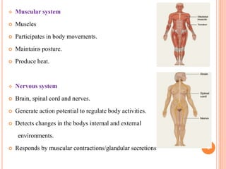  Muscular system
 Muscles
 Participates in body movements.
 Maintains posture.
 Produce heat.
 Nervous system
 Brain, spinal cord and nerves.
 Generate action potential to regulate body activities.
 Detects changes in the bodys internal and external
environments.
 Responds by muscular contractions/glandular secretions 6
 