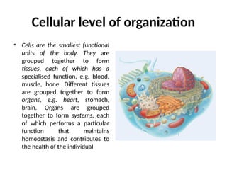 Cellular Orginization Body Introduction to human body,Cellular level of organization | PPTX
