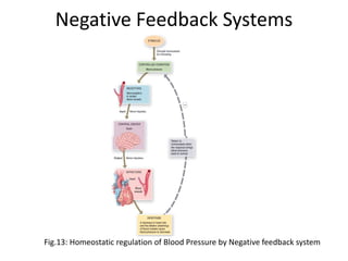 Negative Feedback Systems
Fig.13: Homeostatic regulation of Blood Pressure by Negative feedback system
 