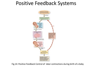 Positive Feedback Systems
Fig.14: Positive Feedback Control of labor contractions during birth of a baby
 