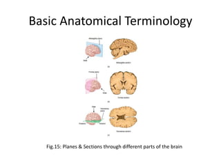 Basic Anatomical Terminology
Fig.15: Planes & Sections through different parts of the brain
 