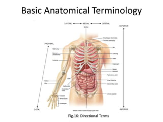 Basic Anatomical Terminology
Fig.16: Directional Terms
 