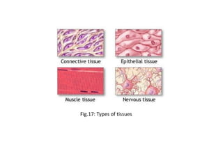 Fig.17: Types of tissues
 