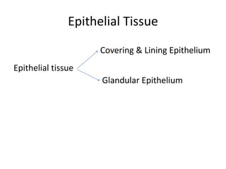 Epithelial Tissue
Epithelial tissue
Covering & Lining Epithelium
Glandular Epithelium
 